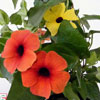 Annual Plants Are Starting From £2.49
