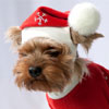 Cap Santa Claus Universal For Your Dogs
