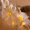 White Frangipani Flower Bulb Fairy Lights